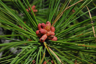 Pinus washoensis