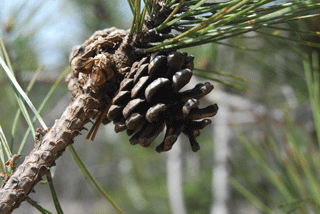 Pinus resinosa