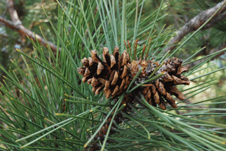 Pinus resinosa