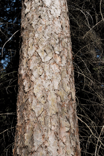 Pinus resinosa