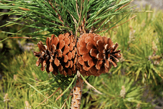 Pinus rigida