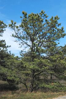 Pinus rigida
