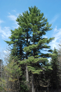 Pinus strobus