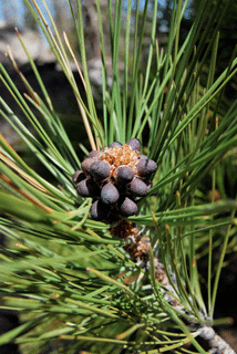 Pinus washoensis
