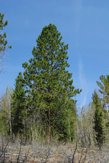 Pinus washoensis