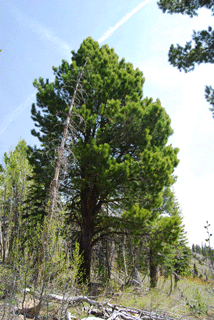 Pinus washoensis