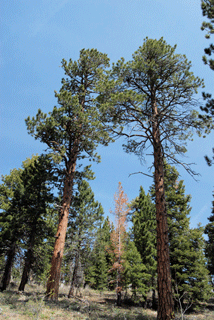 Pinus washoensis