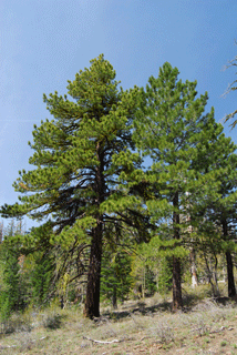 Pinus washoensis