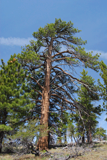 Pinus washoensis