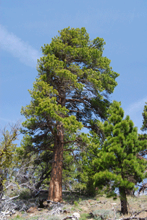 Pinus washoensis