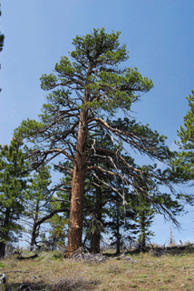 Pinus washoensis