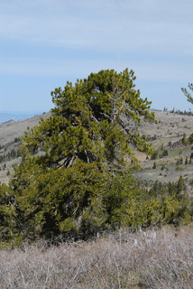 Pinus washoensis