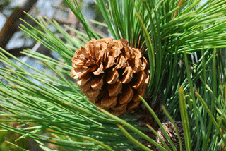 Pinus washoensis