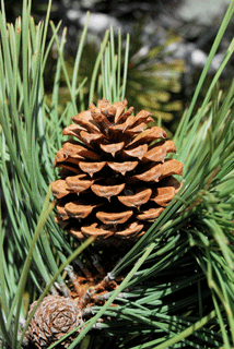 Pinus washoensis