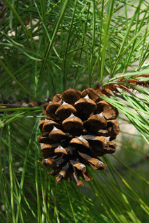 Pinus washoensis