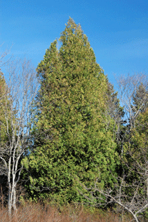 Thuja occidentalis