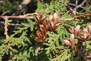 Thuja occidentalis