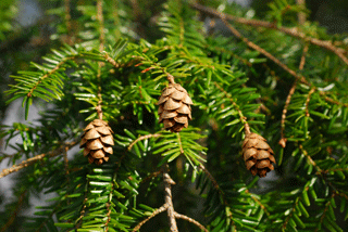 Tsuga canadensis