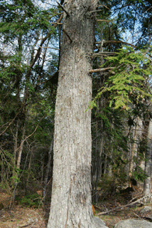 Tsuga canadensis