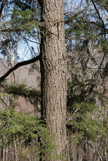 Tsuga canadensis