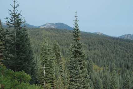 Abies magnifica shastensis