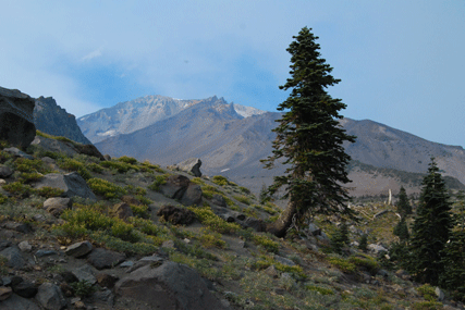 Abies magnifica shastensis