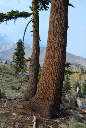 Abies magnifica shastensis