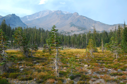 Abies magnifica shastensis