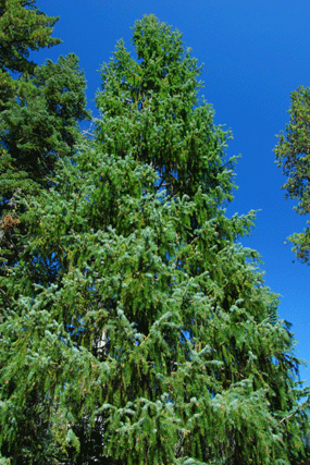 Picea breweriana