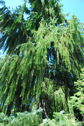 Picea breweriana