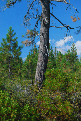 Pinus attenuata