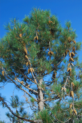 Pinus attenuata