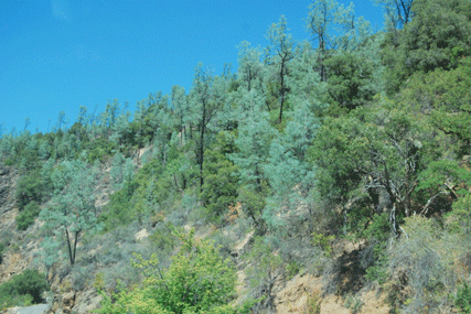 Pinus sabiniana