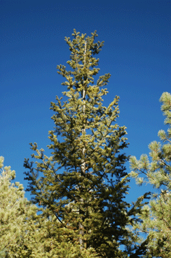 Abies concolor