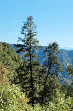 Abies neodurangensis