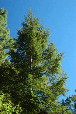 Abies neodurangensis