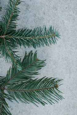 Abies neodurangensis