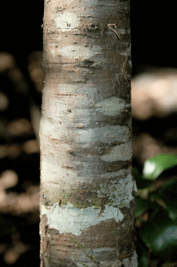 Abies neodurangensis