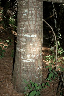 Abies neodurangensis
