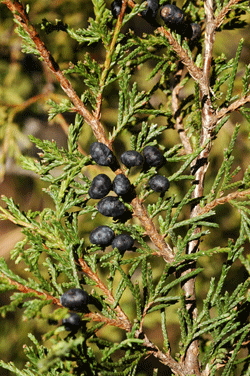 Juniperus blancoi