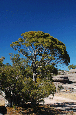 Juniperus durangensis