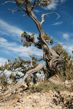 Juniperus durangensis