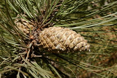 Pinus arizonica