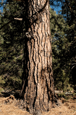 Pinus arizonica