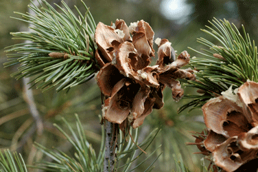 Pinus cembroides