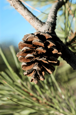 Pinus chihuahuana