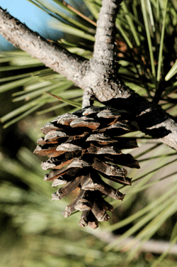 Pinus chihuahuana