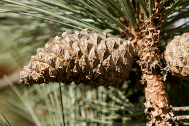 Pinus cooperi