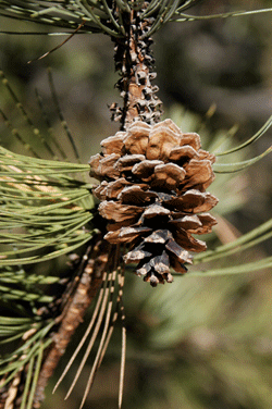 Pinus cooperi