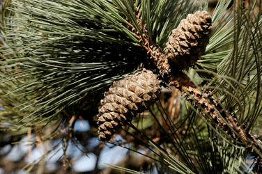 Pinus cooperi